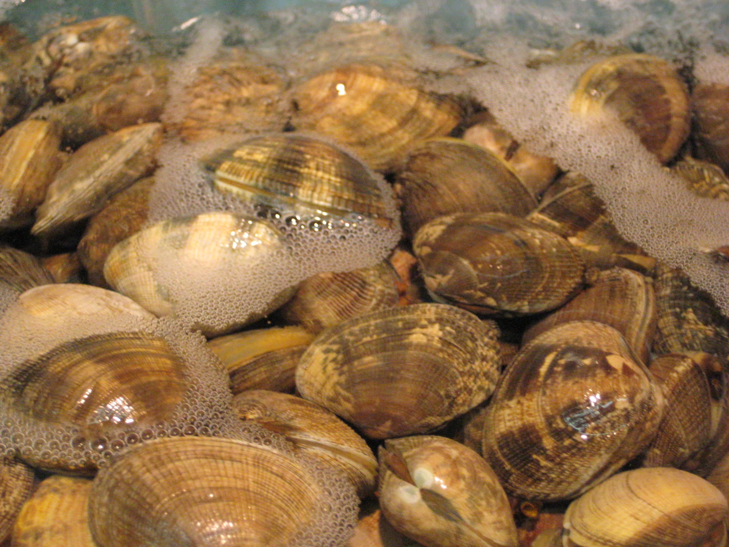 Clamming in Lincoln County